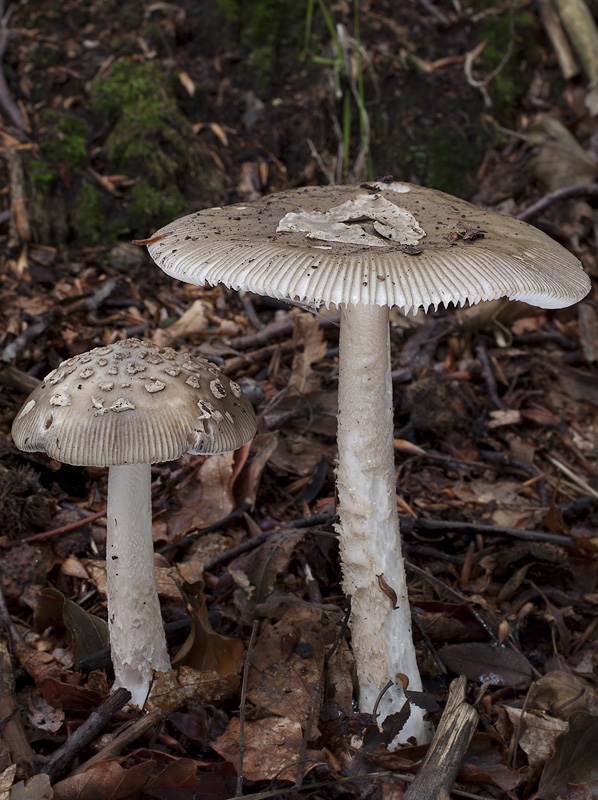 Amanita submembranacea